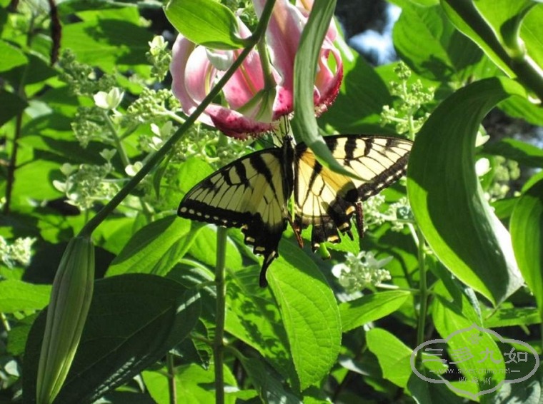tiger lily-3.jpg