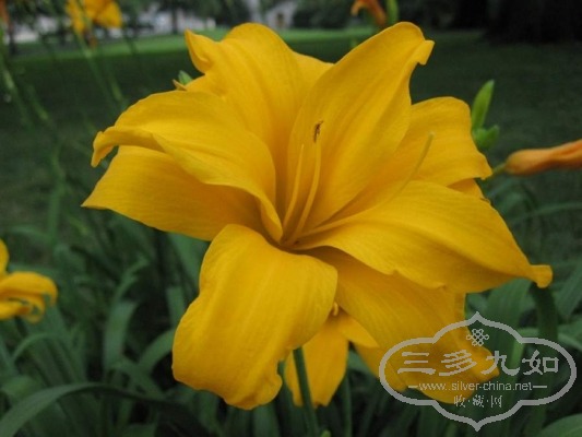 orchid-2.jpg