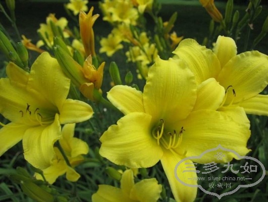 orchid-3.jpg