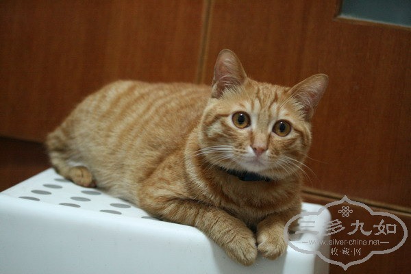 IMG_9506_СС.JPG