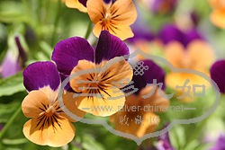 250px-Orange_violet_pansies.jpg