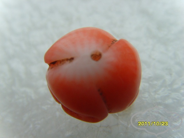 SNV30829.JPG