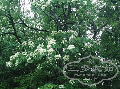 20080506_03a.jpg