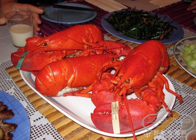 lobster.jpg