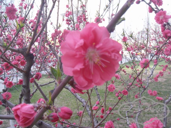 DSC01182.JPG