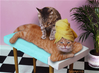 11cee878e98g213.gif