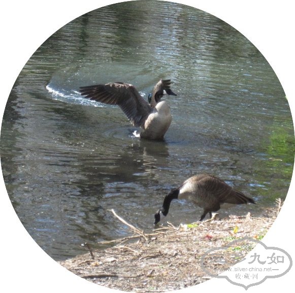geese.jpg