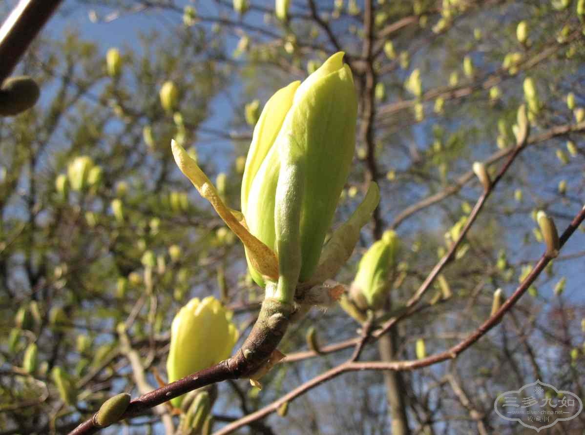 flower buds.jpg