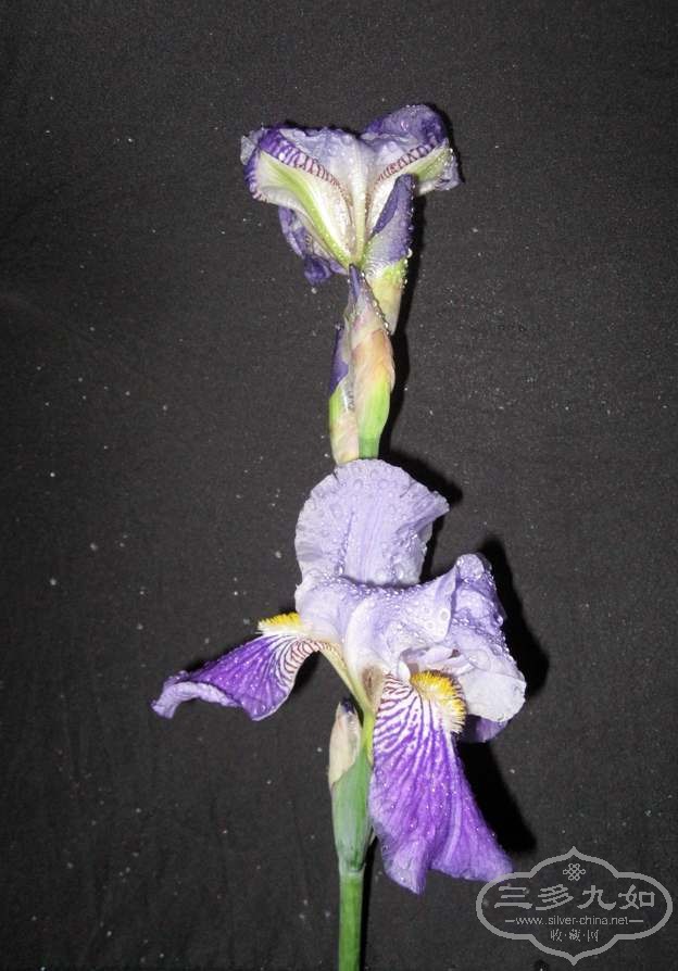 swamp lily-2.jpg