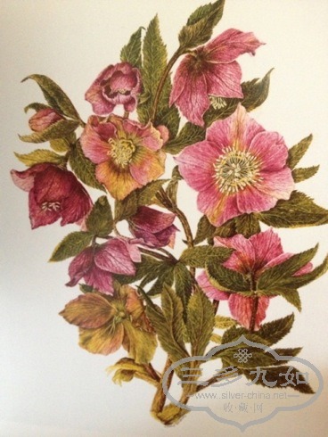 hellebores .jpg