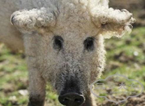 piggy-2.jpg