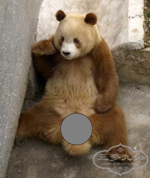 brown panda.jpg