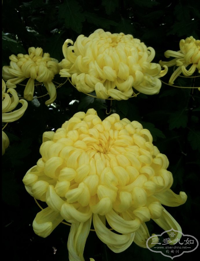 chrysanthemum deco-2.jpg