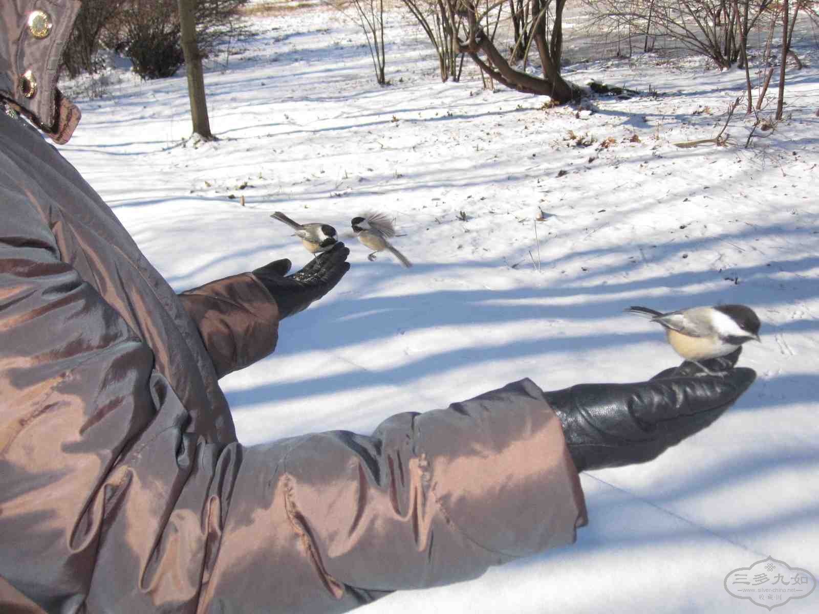 bird feeding.jpg