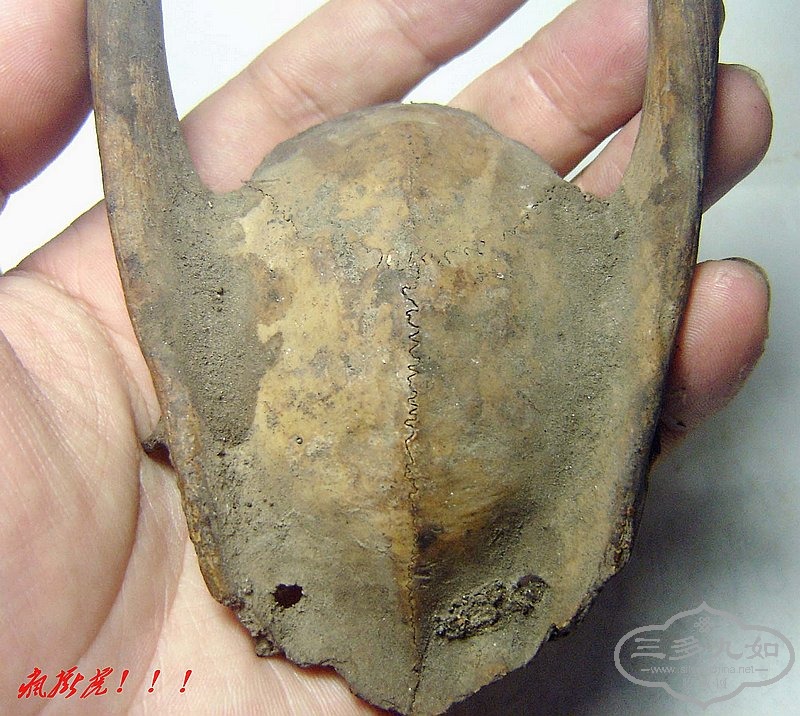 conew_dsc07884.jpg
