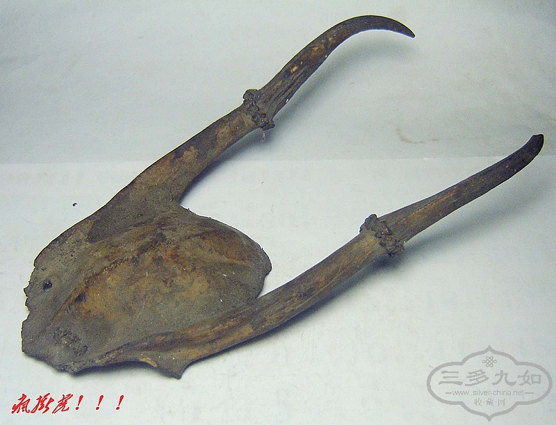 conew_dsc07878.jpg