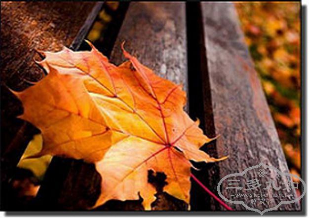 leaves.jpg