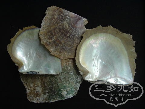 Raw_Goldlip_Mother_Of_Pearl_Shells.jpg