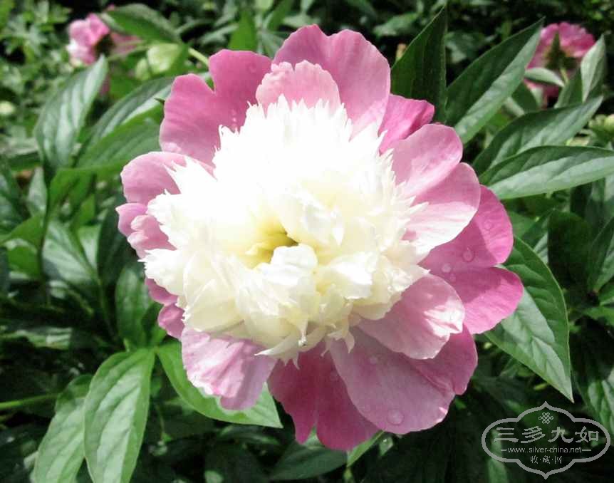 flower-2.jpg