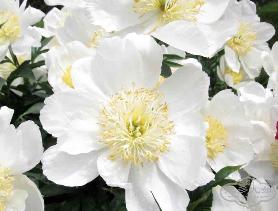 flower-4.jpg