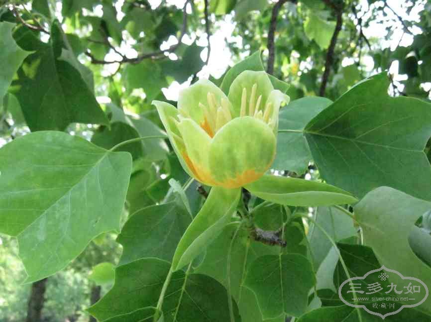 flower-1.jpg