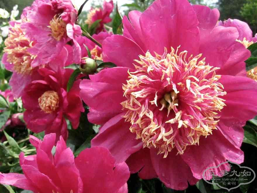 flower-3.jpg