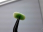  Ʈ
