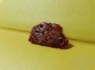 ֻ